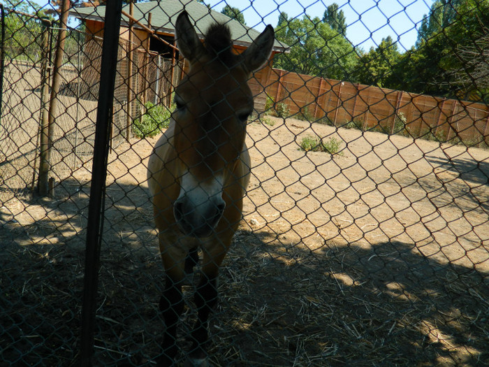 DSCN8545 - ZOO CONSTANTA