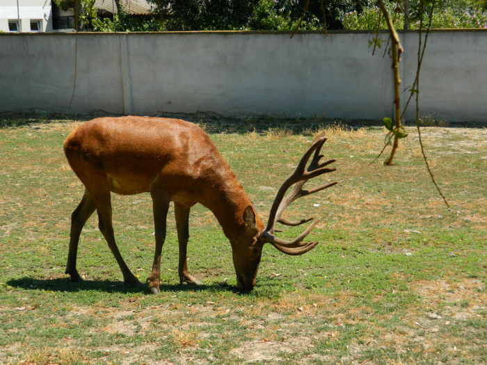 DSCN8552 - ZOO CONSTANTA