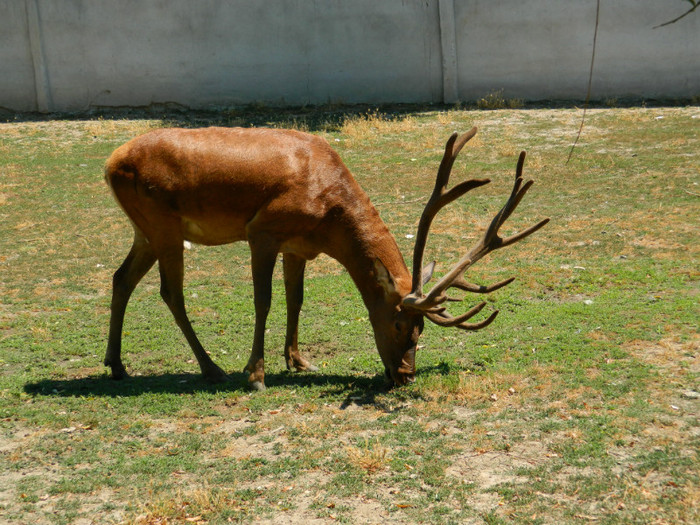 DSCN8553 - ZOO CONSTANTA