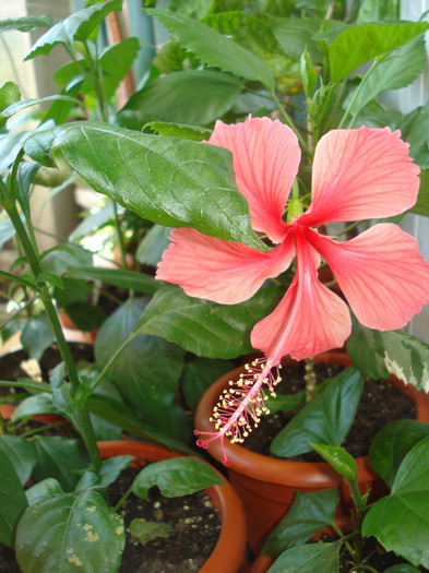 DSC04291 - HIBISCUS 2012