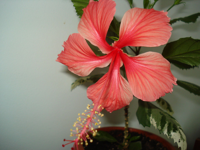 DSC04289 - HIBISCUS 2012