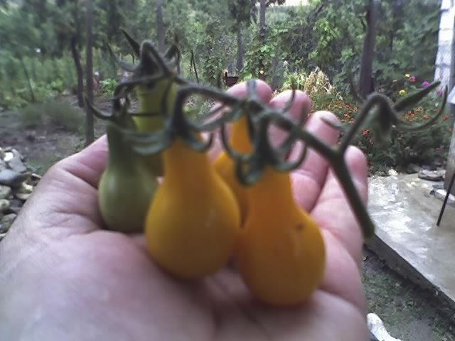 tomate Yellow Pear - LEGUME 2012