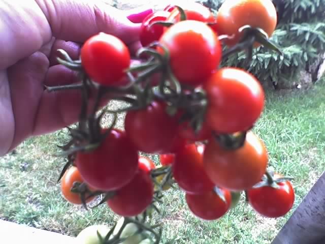 tomate Cherry -Super Sweet - LEGUME 2012