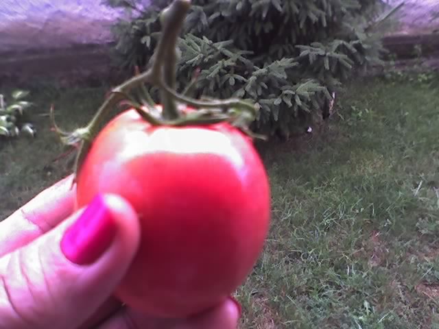 tomate_ roz China