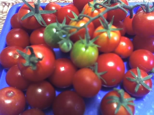 tomate Cherry Super Sweet - LEGUME 2012