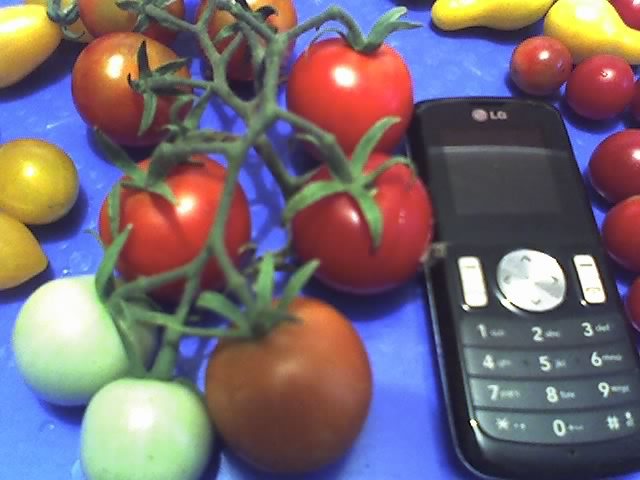 tomate Cherry-Moneymaker - LEGUME 2012