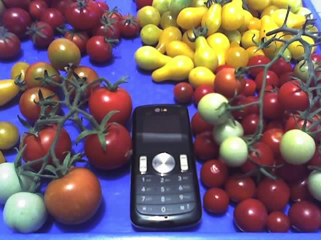 tomate Cherry Mix - LEGUME 2012