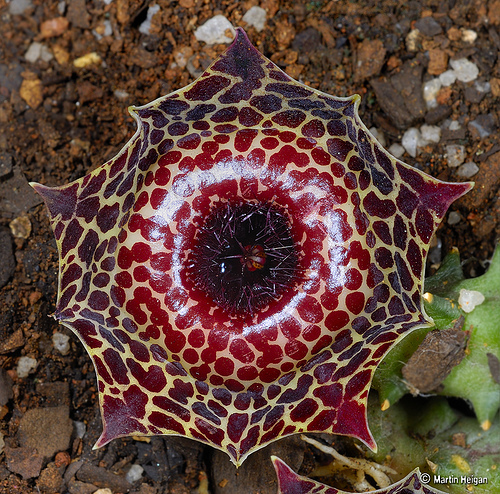 Huernia guttata subsp. reticulata - Wish list