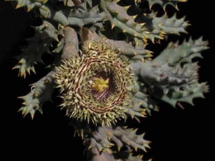 Huernia hystrix - gasit