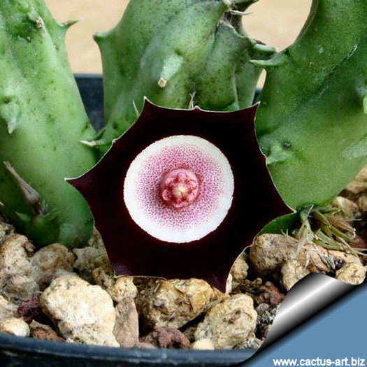 Huernia oculata - Wish list