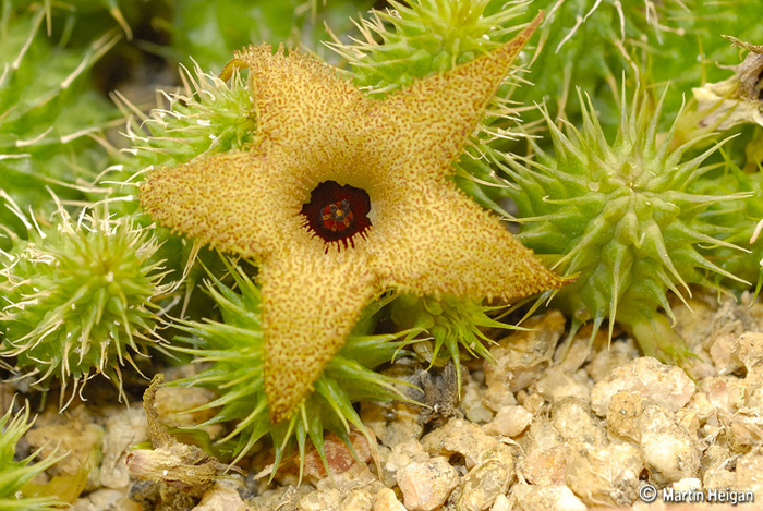 Huernia pillansii - Wish list