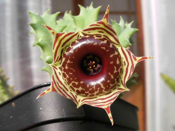 Huernia zebrina - gasit - Wish list