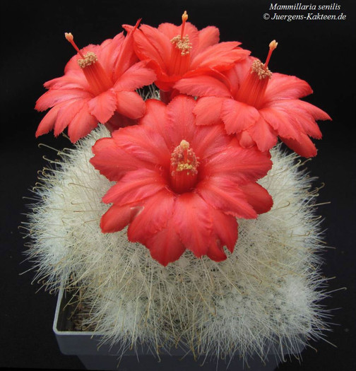 Mammillaria senilis - Wish list
