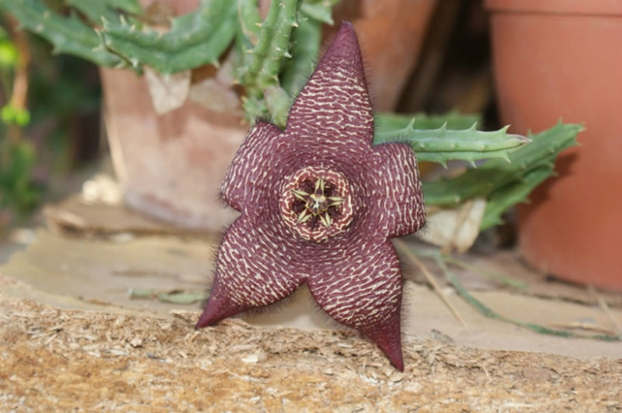 Stapelia comparabilis