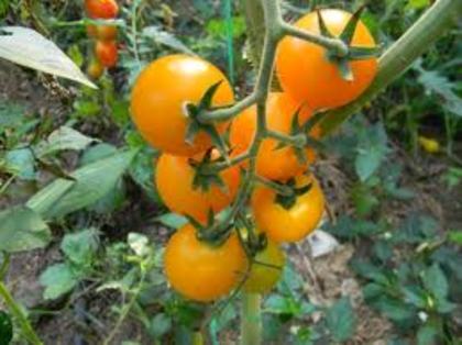 tomate galbene marime medie - LEGUME 2012