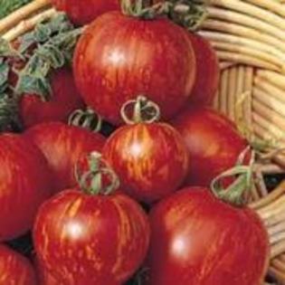 tomate tigerella - LEGUME 2012