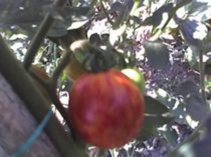 tomate tigerella - LEGUME 2012