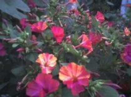 - Mirabilis Jalapa_BARBA IMPARATULUI - LEGUME 2012