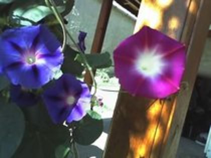 - ZORELE_ Ipomoea purpurea - LEGUME 2012