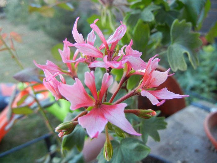 Pink Stellar Geranium (2012, Aug. 28)