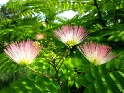 albizia