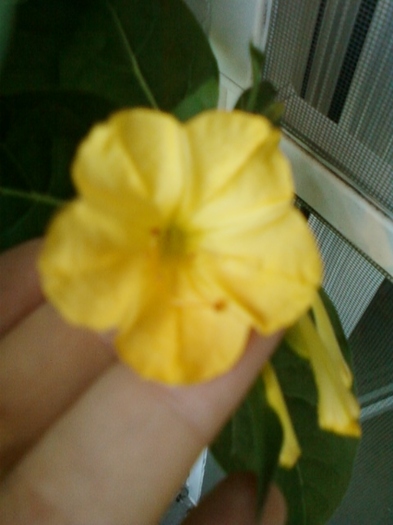 28 august 2012-flori 042 - mirabilis jalapa