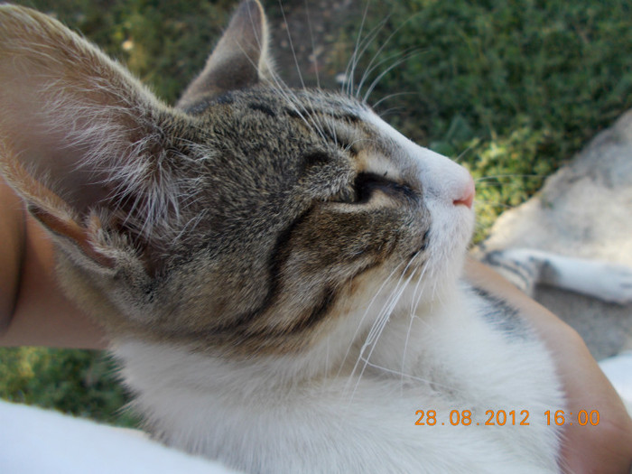 DSCN0025 - animale catei si pisici