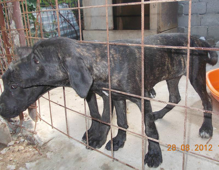 DSCN1081 - cane corso