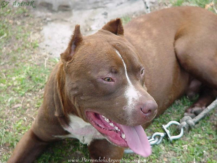 pitbull - amstaff 2