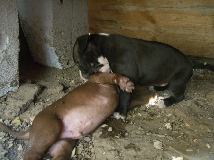 DSCF4257 - amstaff 2