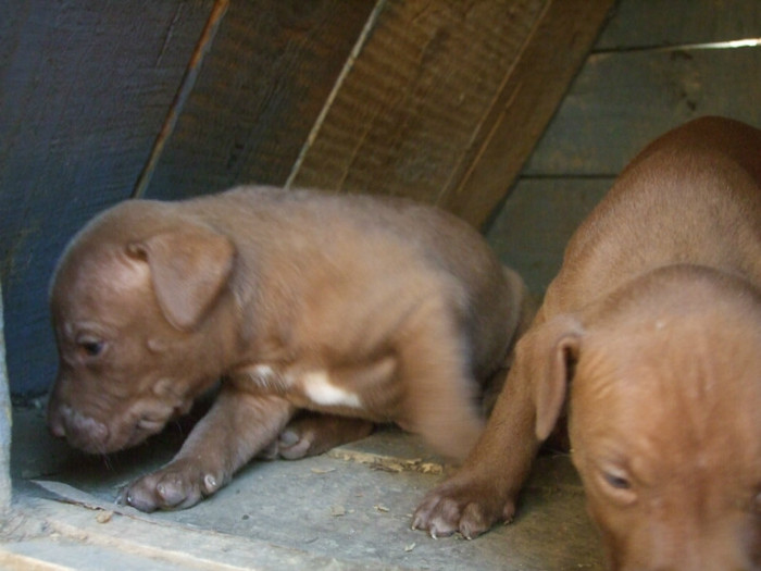 DSCF4273 - amstaff 2
