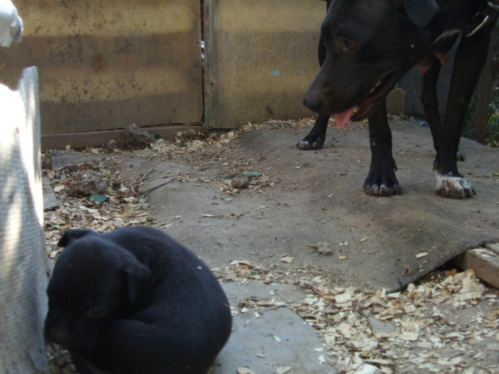 DSCF4280 - amstaff 2