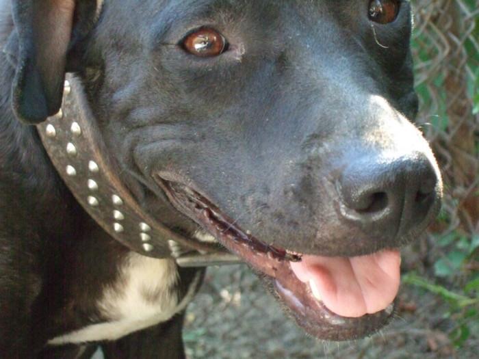 DSCF4285 - amstaff 2