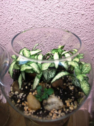 DSCF0896 - Terrarium si Mini-terrarium