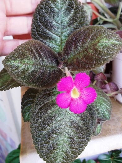 Dory\'s Golden Glitter (1) - Episcia