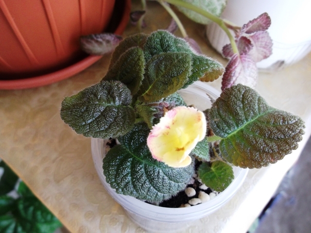 DSCF0963 - Episcia
