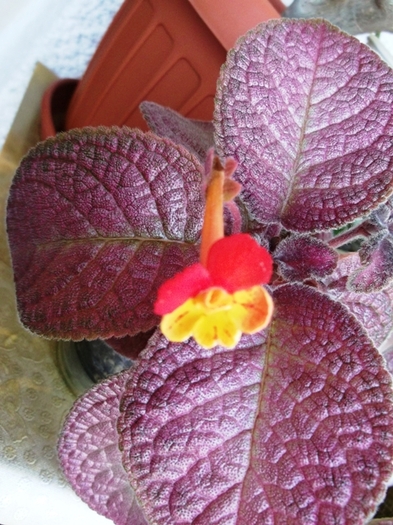 DSCF0964 - Episcia