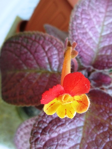 DSCF0965 - Episcia