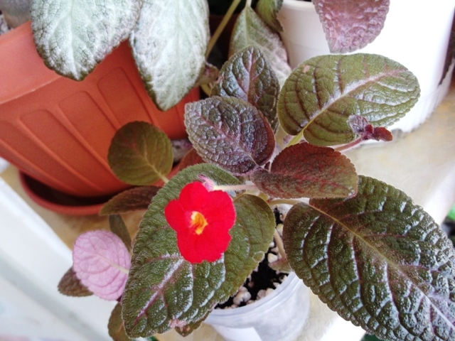 DSCF0969 - Episcia