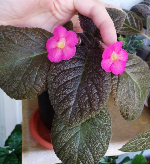 Flamingo (1) - Episcia