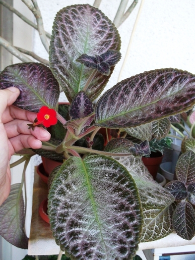 Outoasis (1) - Episcia