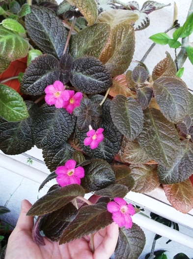Pinkiscia (1) - Episcia