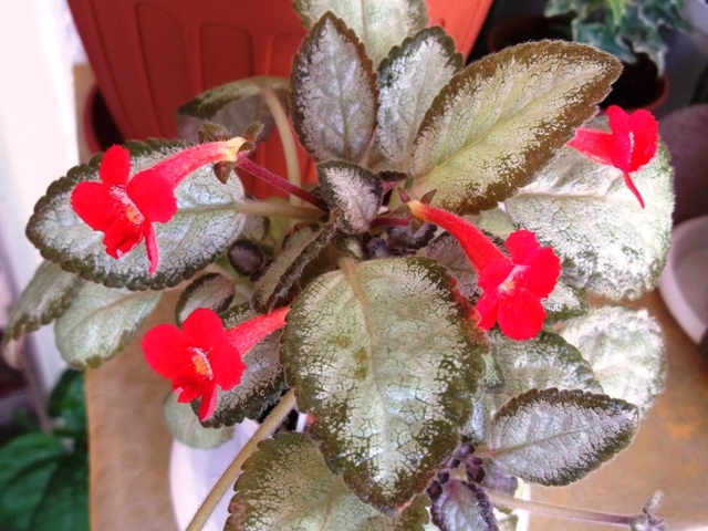 Silver Skies - Episcia