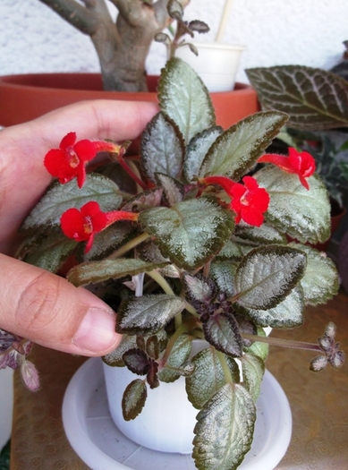 Silver Skies (1) - Episcia