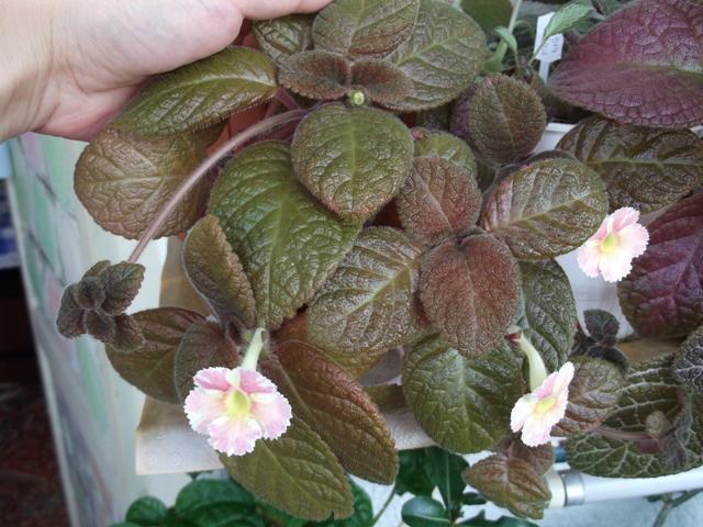 Star of Bethleem - Episcia
