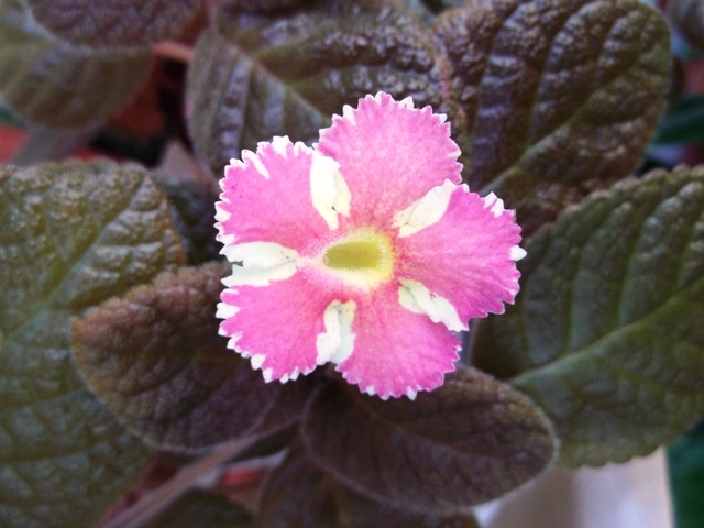 Star of Bethleem (1) - Episcia