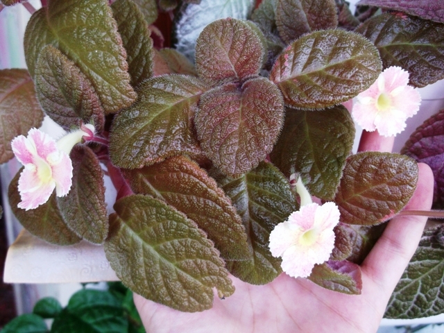 Star of Bethleem (2) - Episcia