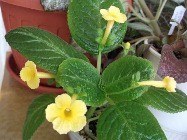 Sumoi Cross - Episcia