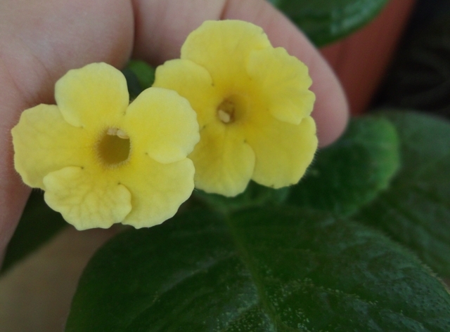 Sumoi Cross (2) - Episcia