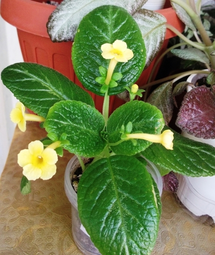 Sumoi Cross (3) - Episcia